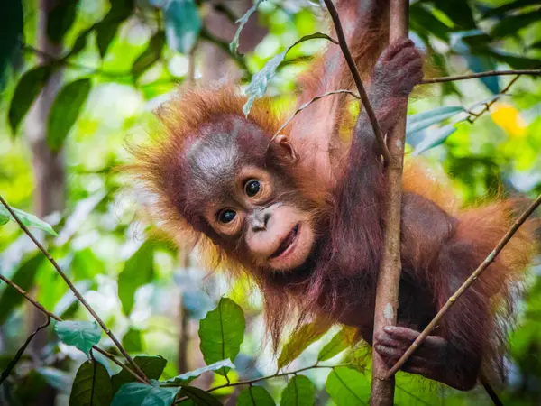 10 Zoo Jokes That Are Keepers