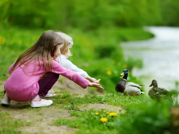 11 Duck Jokes That Will Quack You Up