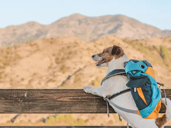 11 Hiking Jokes for a Mountain of Laughs