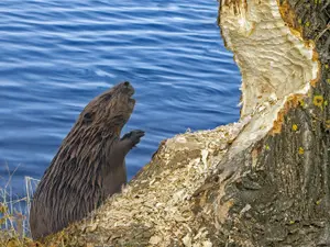 12 Nature Jokes To Leaf You In Stitches