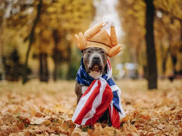 12 Turkeytastic Thanksgiving Jokes