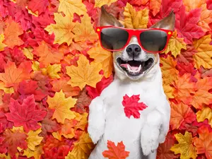 13 Darn Gourd Fall Jokes