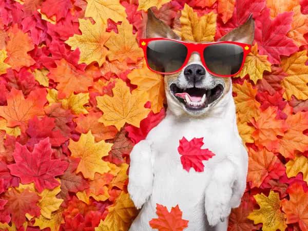 13 Darn Gourd Fall Jokes