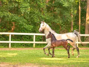 15 Horse Jokes For Neigh-sayers