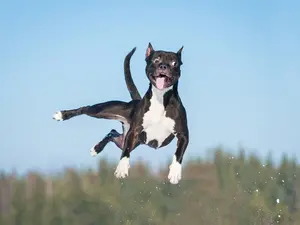 20 Pawsitively Hilarious Jokes About Dogs