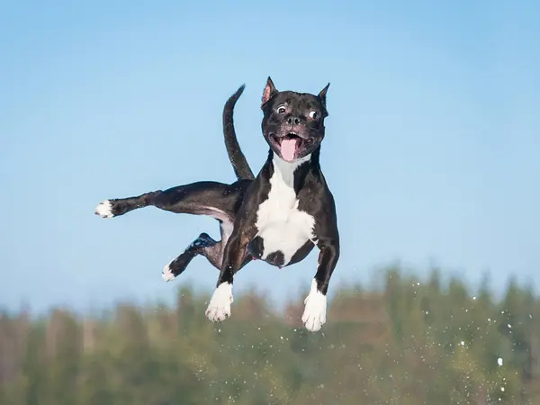 20 Pawsitively Hilarious Jokes About Dogs