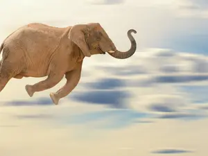 24 Elephant Jokes You'll Never Forget