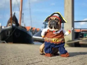 8 Pirate Jokes That Arrr A Barrel Of Laughs