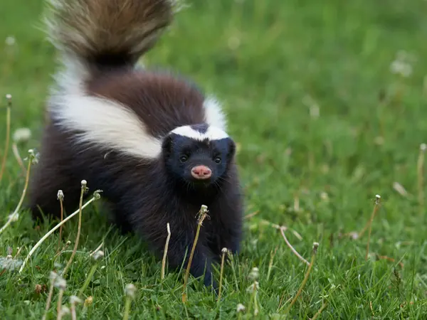 8 Skunk Jokes That Don't Stink