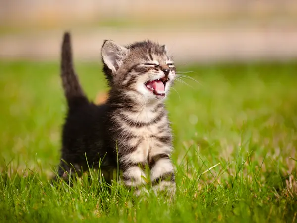 9 Hiss-terical Jokes to Keep You Kitten Around