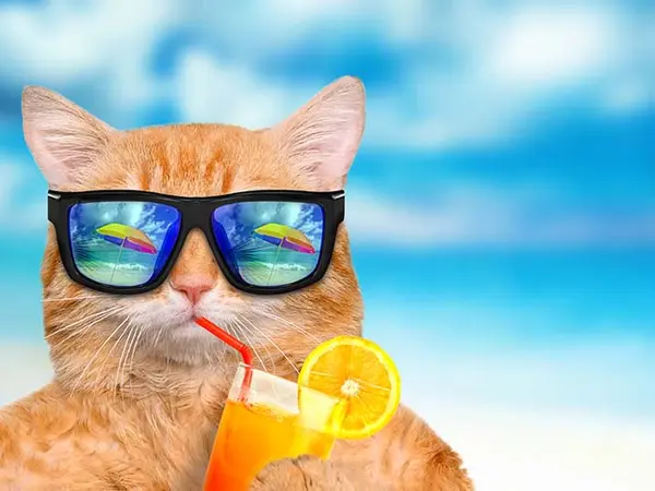 9 Vacation Jokes That Really Are a Trip