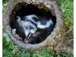 Are baby skunks cute?