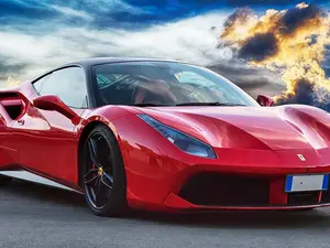 Bears love exotic cars.