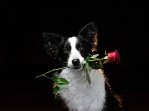 What do you get if you cross a sheepdog with a rose?