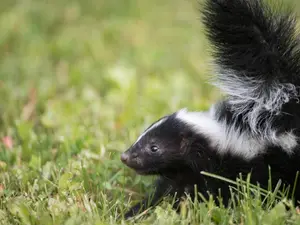 Did you hear about the one with the skunk on a camping trip?