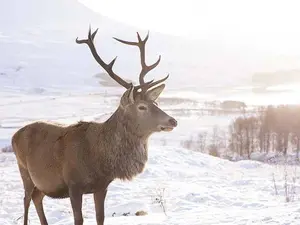 Did you hear that one of Santa's reindeer now works for Proctor & Gamble?