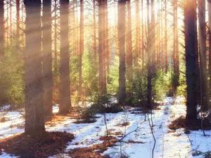 Did you see that all the ice and snow is melting?