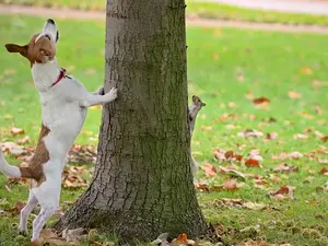 What's the difference between a dog and a tree?