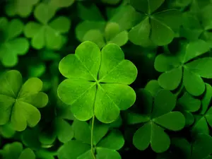 How can you spot a jealous shamrock?