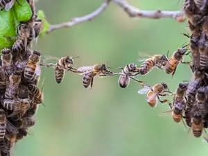 How did the bee always know what everyone was gossiping about?