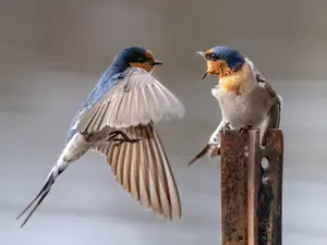 How do birds threaten one another?