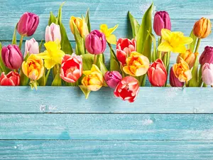 How do brand new spring flowers greet each other?