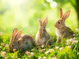 How do bunnies stay fit?