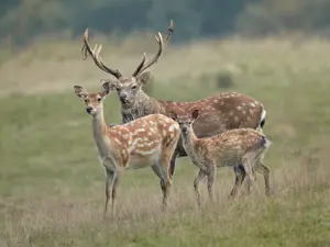 How do deer tell their children to grow up?