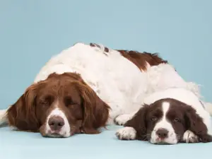 How do dog moms tell stories to their kids?