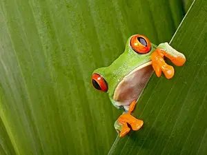How do frogs get to work?