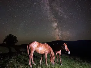How do horses navigate at night?
