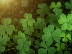 How do musicians show off on St. Patrick's Day?