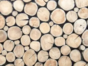 How do trees get access to the internet?