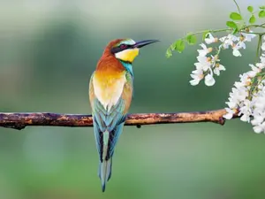 How do you care for a sick bird?