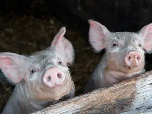 How do you fit more pigs on your farm?