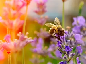 How do you know bees have allergies?