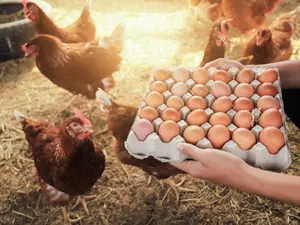 How do you know if a chicken egg will be a dad one day?