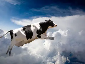 How do you make a cow float?