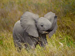 How do you raise a baby elephant?