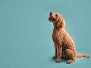 How do you say goodbye to a curly-haired dog?