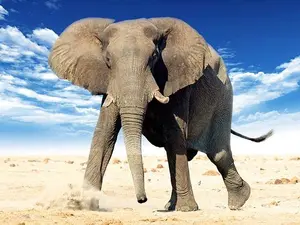 How do you stop an angry elephant from charging?