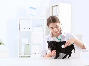 How do you take a pig to the hospital?