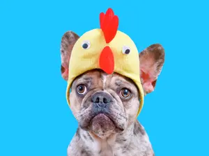 How Many Of These 10 Jokes Can You Answer?