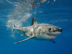How much does it cost to swim with the sharks?