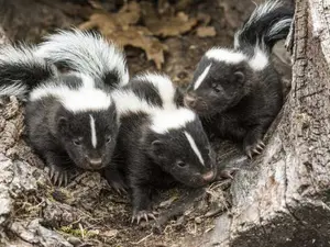 How much money does a skunk have?