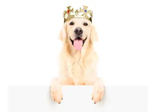 How would the weather be in a country ruled by pets?