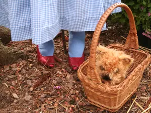 If Dorothy missed Kansas, what did Toto miss?