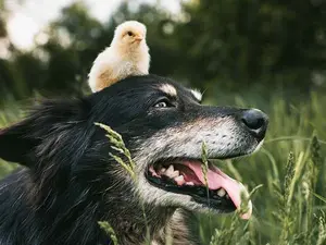 What do you get if you cross a hen with a dog?