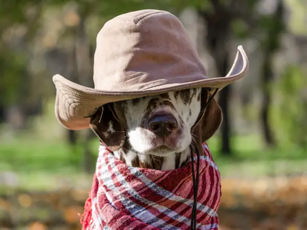 Laugh 'til the Cows Come Home With These 9 Cowboy Jokes