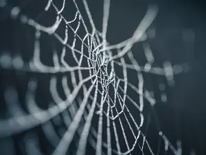 My wife told me to take the spider out instead of killing him...